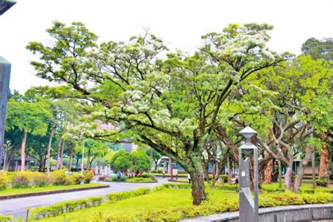 開滿花的樹|【春天賞樹趣】一棵開花的樹